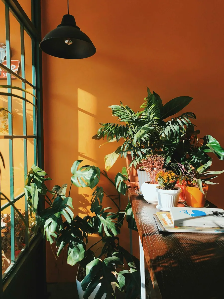 Een plant voor een oranje binnenwand bij een raam. — illustratieve foto