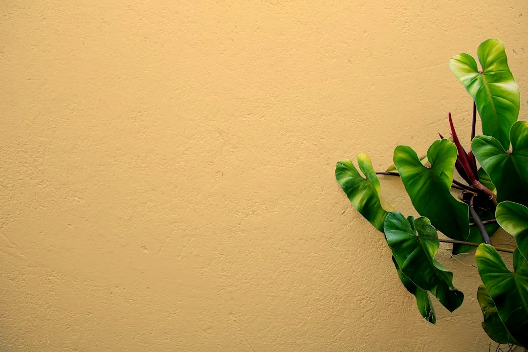Sfeerbeeld: Een plant voor een warme gele wand